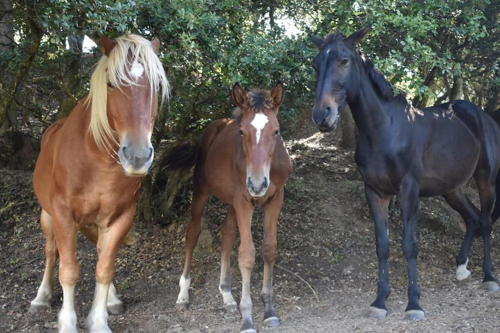 Gite A La Ferme Avec Jacuzzi Et Sauna Villefloure Buitenkant foto