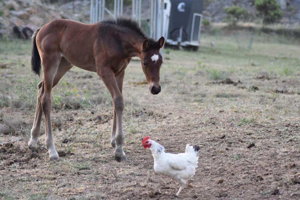 Gite A La Ferme Avec Jacuzzi Et Sauna Villefloure Buitenkant foto