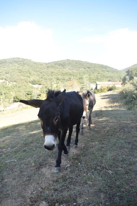Gite A La Ferme Avec Jacuzzi Et Sauna Villefloure Buitenkant foto