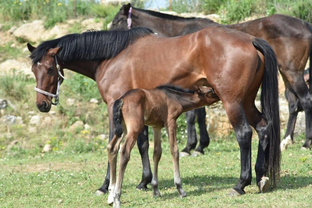 Gite A La Ferme Avec Jacuzzi Et Sauna Villefloure Buitenkant foto